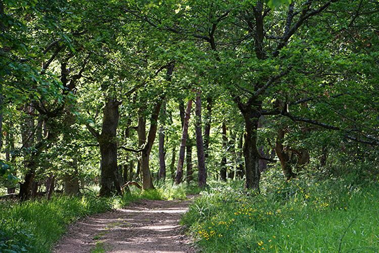 Waldbaden nach Feierabend