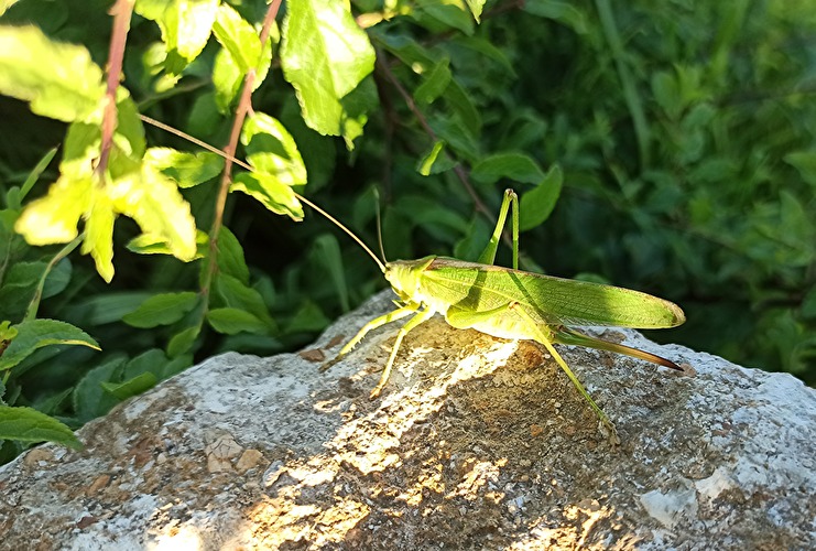 Was fliegt und krabbelt hier?