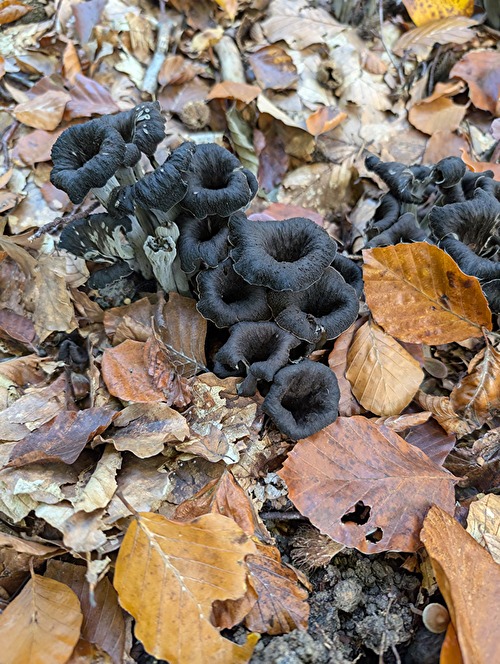 Pilze, Pilzwanderung Wingsbach (Taunusstein)