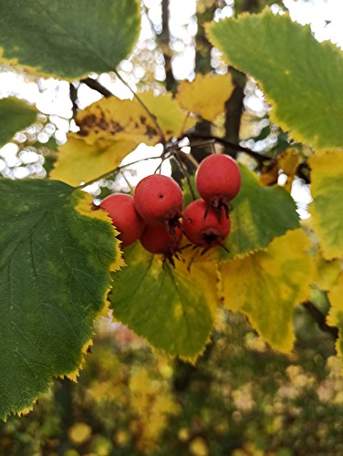 Früchte und Samen