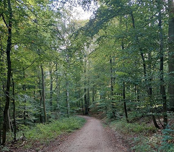 Köglerweg - Eichhörnchen