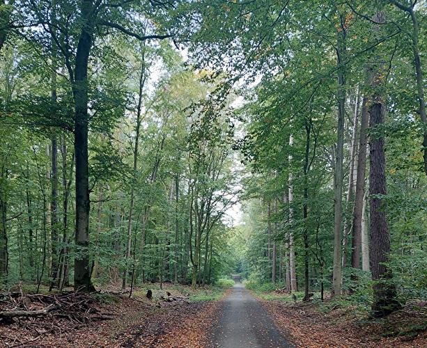 Köglerweg - Lindenblatt