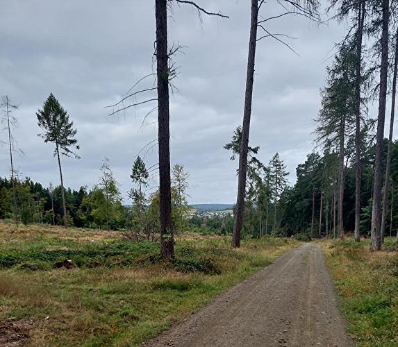Kreuzweg - Fuchs