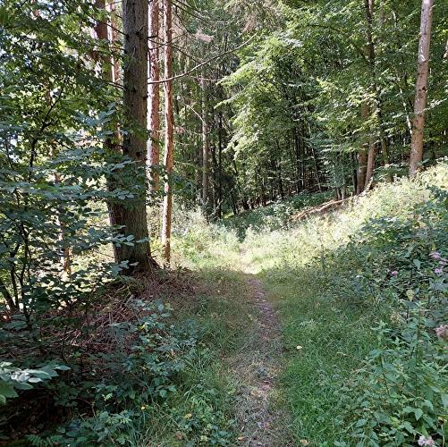 Laubach - Forelle
