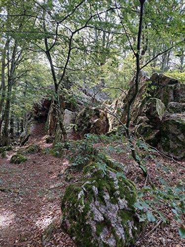 Monstranzenbaum - Hase