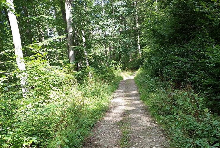Rambach - Erlenblatt