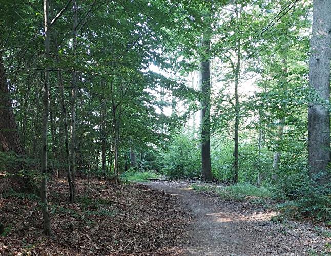 Rambach - Hirschkäfer