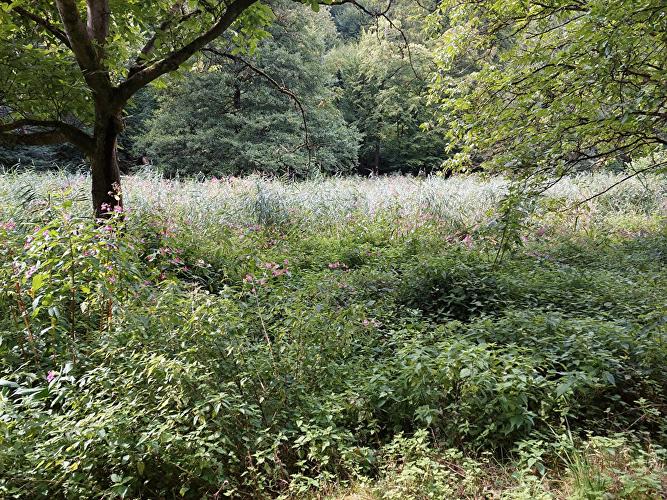 Rausch - Forelle