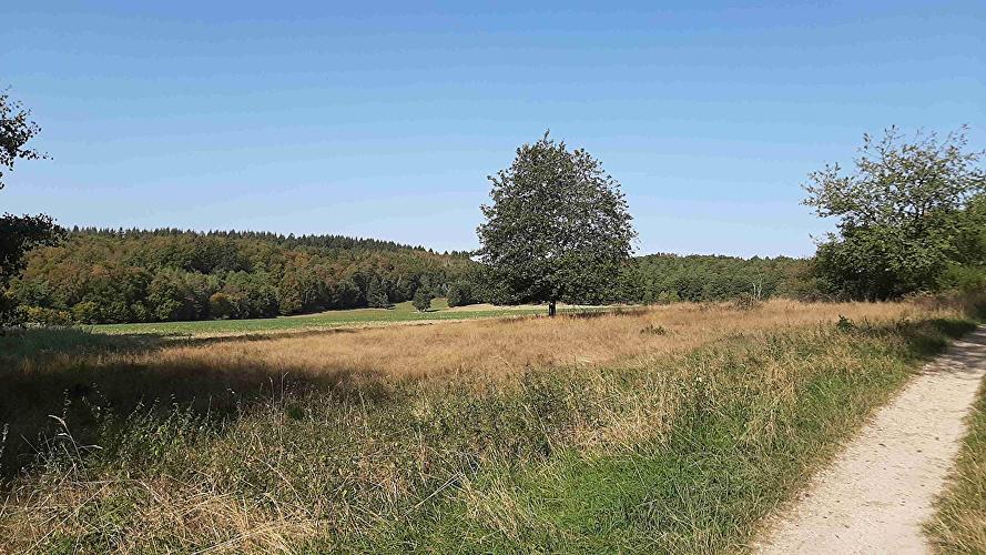 Roter Berg - Keiler