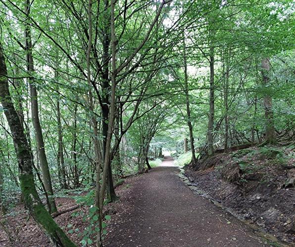 Theißtal - Forelle