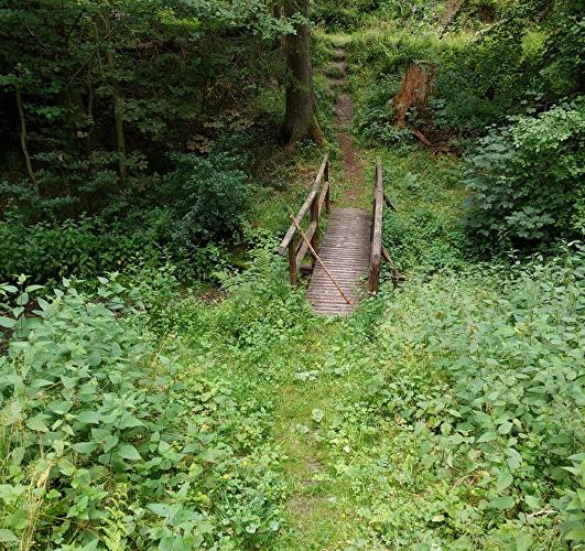 Fischbachtal - Ahorn