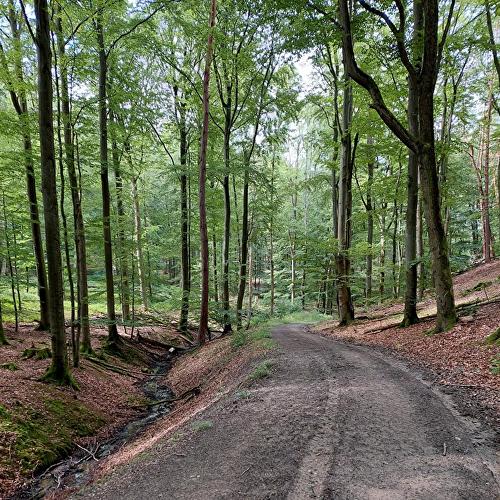 Zinsgraben - Pilz