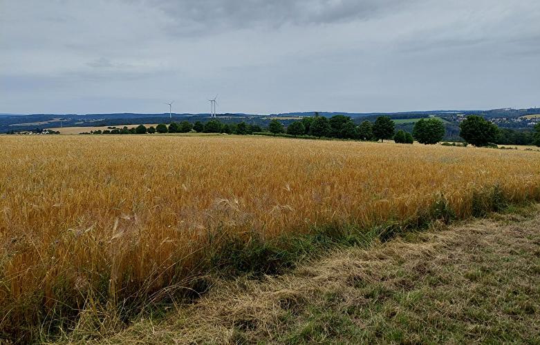 Schlehborner Heide - Eichenblatt