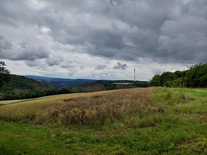 Geisberg - Pilz