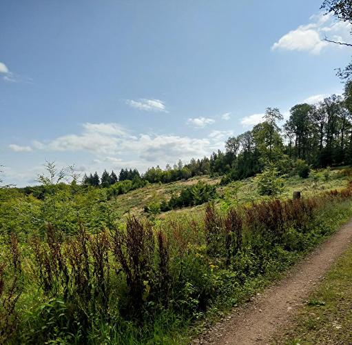 Grauer Kopf - Eule