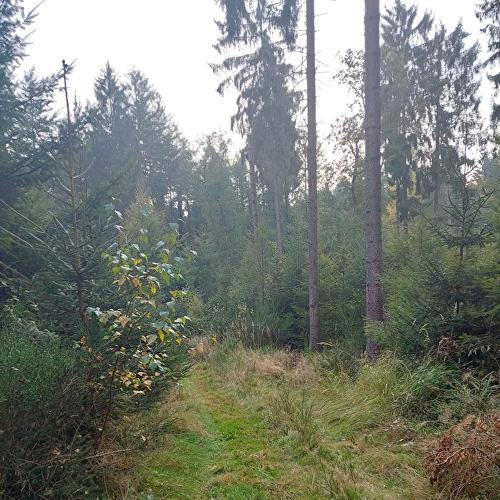 Hubertus - Fichte