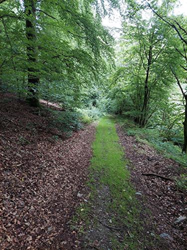 Wispersee - Fichte