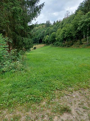 Wispersee - Forelle