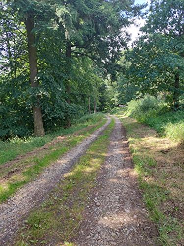 Wispersee - Fuchs