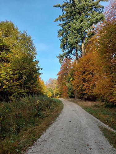 Altehag - Geweih